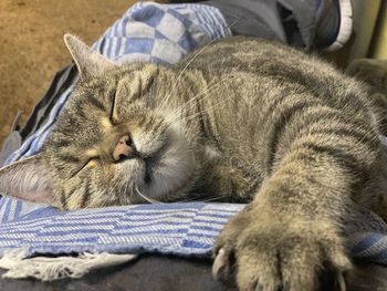 Close-up of cat sleeping on bed