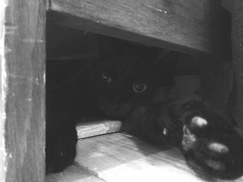 Cat looking away