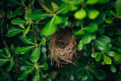 High angle view of bird in nest