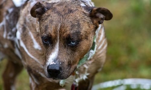 Close-up portrait of dog
