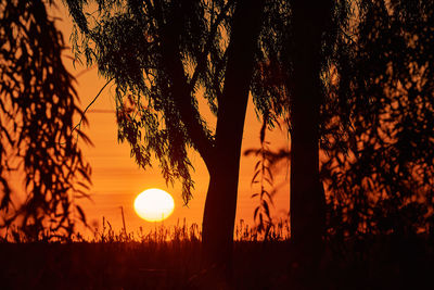 Silhouette trees against sky during sunset