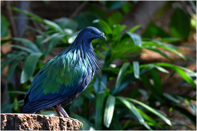 Close-up of bird perching on branch