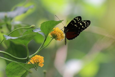 Close-up of butterfly pollinating on flower