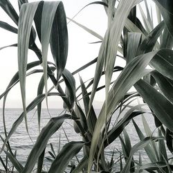 Close-up of plants against sky