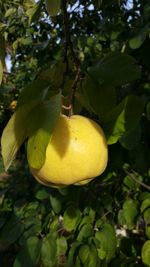 Low angle view of fruits on tree