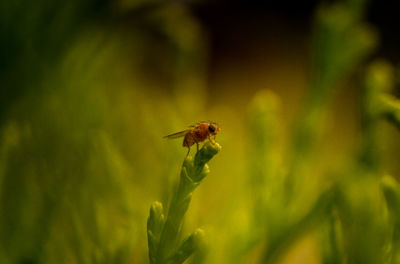 Close-up of insect on plant