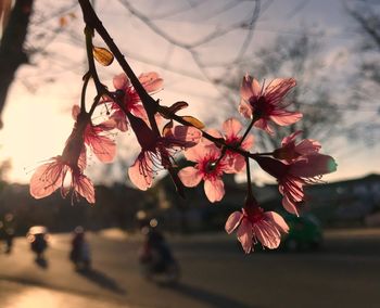 Close-up of flowers against blurred background