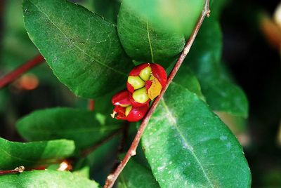 Close-up of ladybug on plant