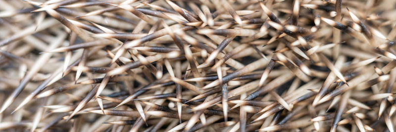 Full frame shot of dried plant