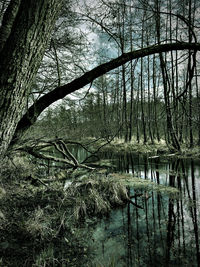 Scenic view of lake in forest