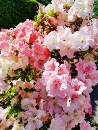 Close-up of pink cherry blossoms in spring