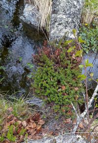 High angle view of lake amidst trees in forest