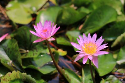 Close-up of pink water lily