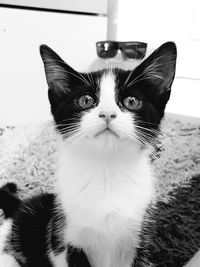 Close-up portrait of cat at home