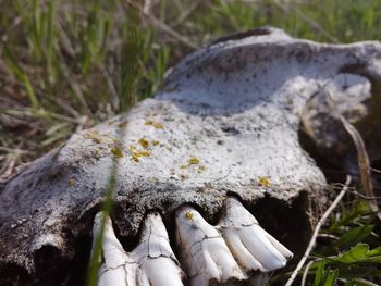Close-up of snake