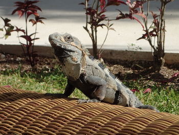 Lizard on a woven surface