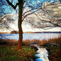 Bare trees by lake