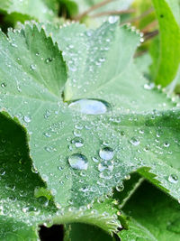 Close-up of raindrops on leaves