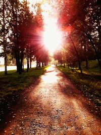 Trees in park