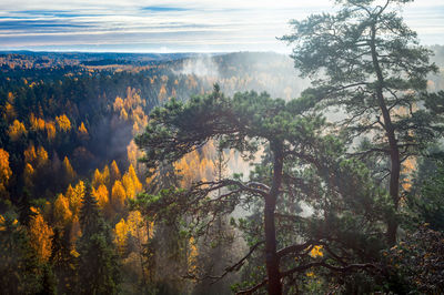 Scenic view of forest against sky