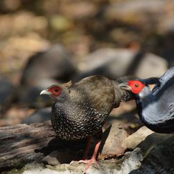 Close-up of ducks on rock