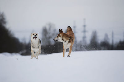 Dogs running on snow covered land