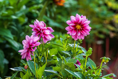 Close-up of pink flowering plant