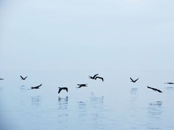 Bird flying over water