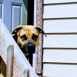 Portrait of dog standing on wooden door