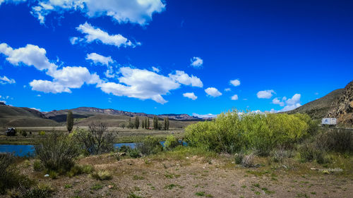 Plants growing on land against blue sky