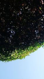 Low angle view of tree against sky