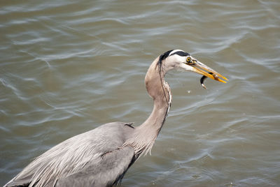 Close-up of bird in lake