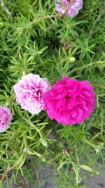 Close-up of pink flowers blooming outdoors