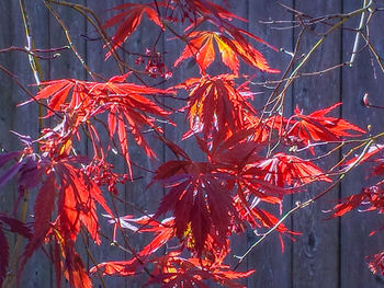 Close-up of red leaves