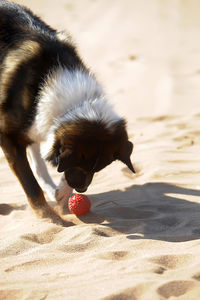 View of a dog on beach