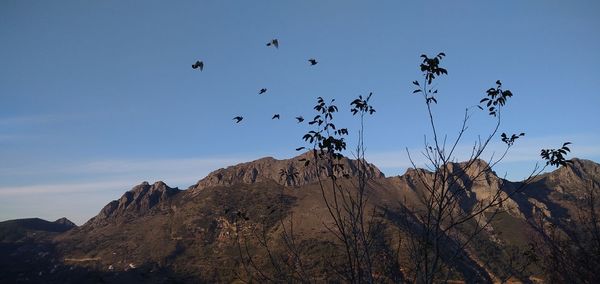 Low angle view of birds flying over mountain against sky