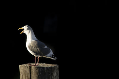 Close-up of seagull perching on wooden post