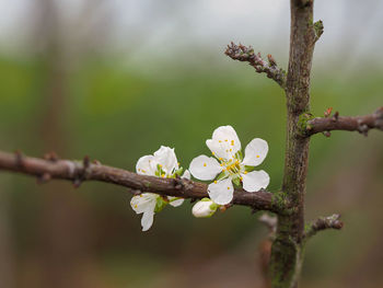 Close-up of white cherry blossoms in spring