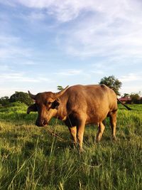 Cow grazing on field against sky