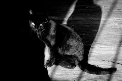 Cat sitting on wooden floor