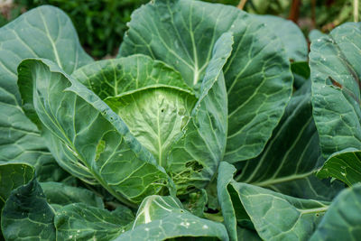 Close-up of fresh green leaves on plant in field