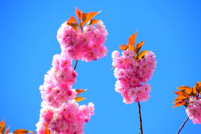 Low angle view of pink flowering plant against blue sky