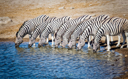 Zebras drinking water at etosha national park, namibia