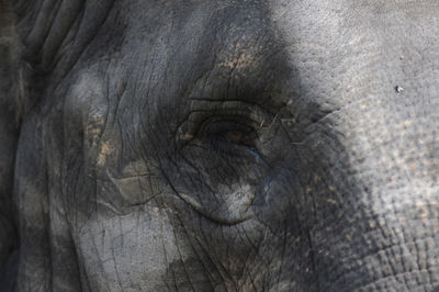Extreme close up of elephant eye
