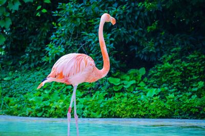 Side view of a bird in water