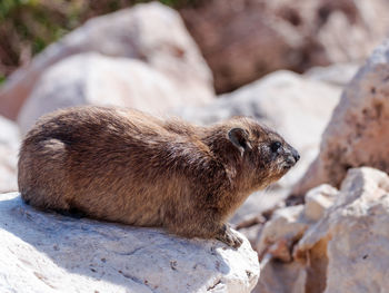 Close-up of rabbit on rock