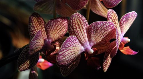 Close-up of flowers