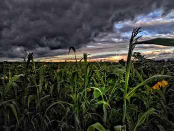 Plants growing on field against sky during sunset