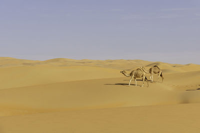 View of a desert