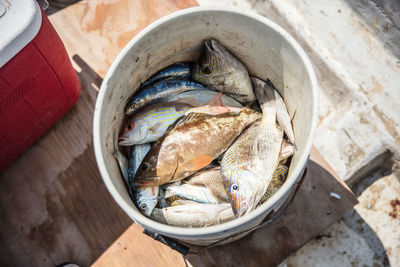 High angle view of fish in bucket on wooden floor